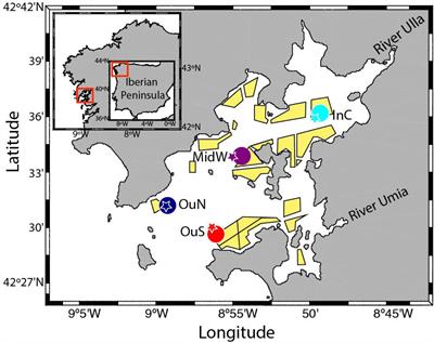 A Novel Index of the Performance of Mytilus galloprovincialis to Improve Commercial Exploitation in Aquaculture